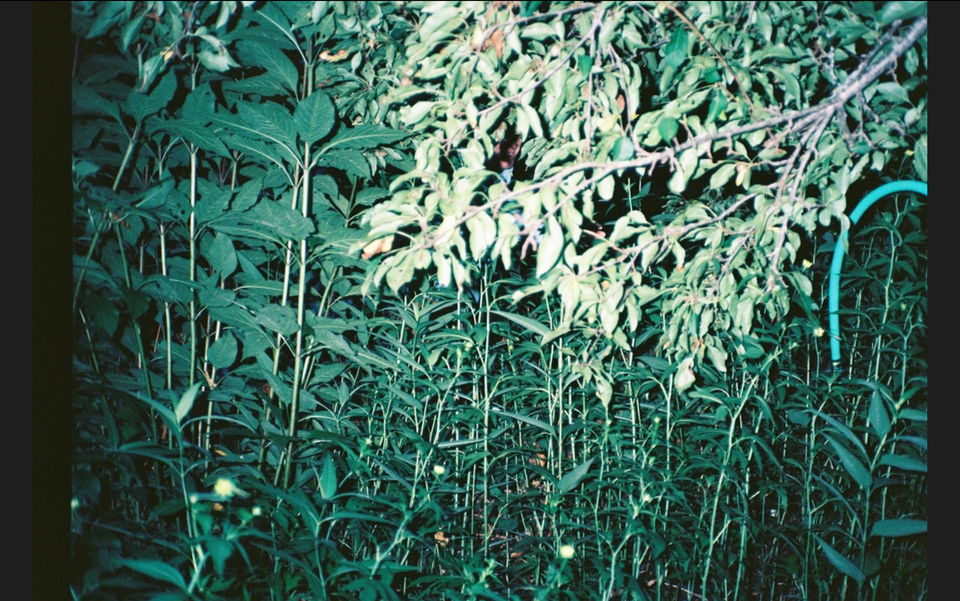 𝔟𝔫𝔤𝔯𝔷 𝔩𝔱𝔡.002